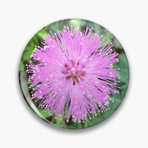 Item preview, Pink Flower (Sunshine Mimosa) designed and sold by merrymango.