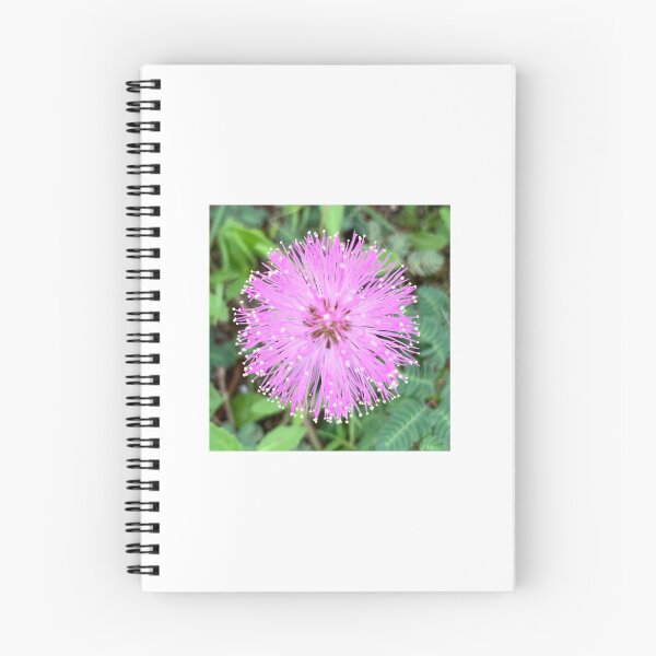 Item preview, Pink Flower (Sunshine Mimosa) designed and sold by merrymango.