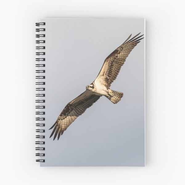 Item preview, Osprey 2016-7 designed and sold by Thomasyoung.