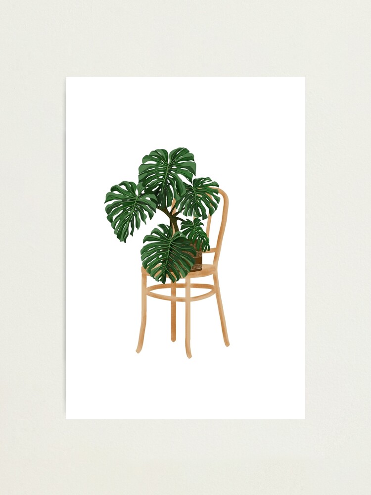 " Monstera Deliciosa on a chair" Photographic Print by gusstvaraonica