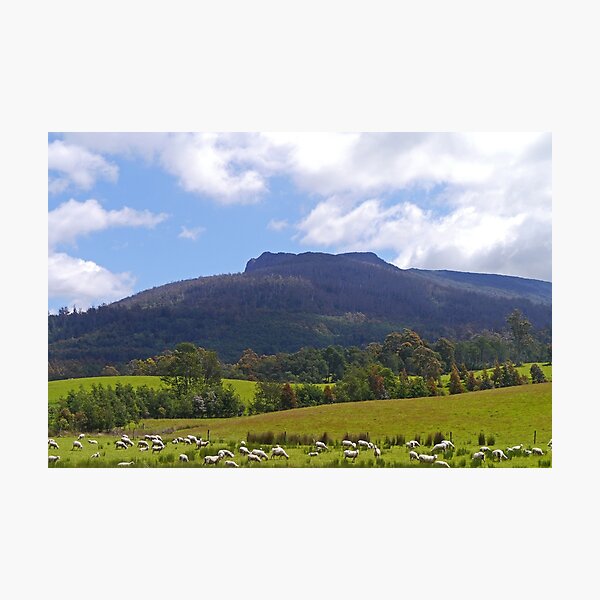 Sheep, Great Western Tiers, Tasmania, Australia Photographic Print