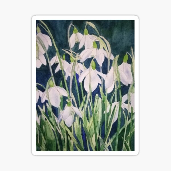 Snowdrops watercolour painting Sticker
