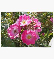 Pink Roses Poster