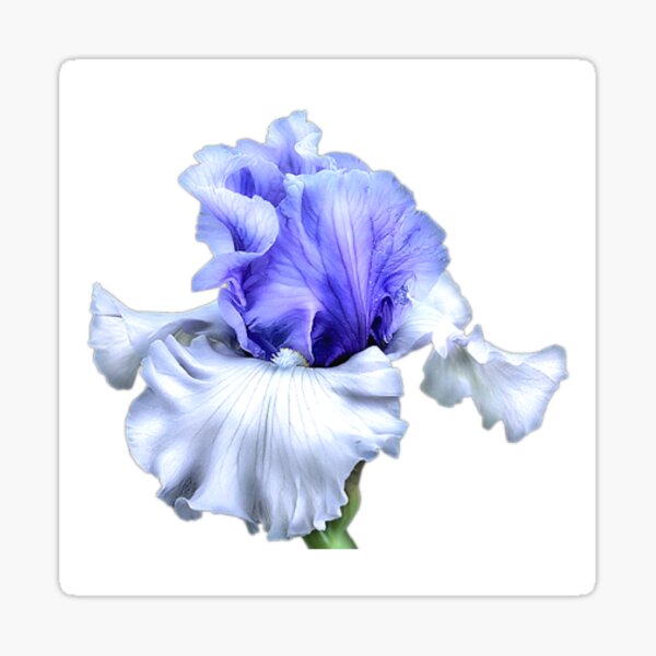 Item preview, Floral, Purple Lily designed and sold by Adorned Calligraphy.