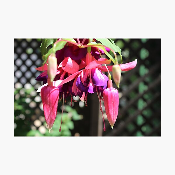 Item preview, Fabulous Fuschia designed and sold by signaturelaurel.
