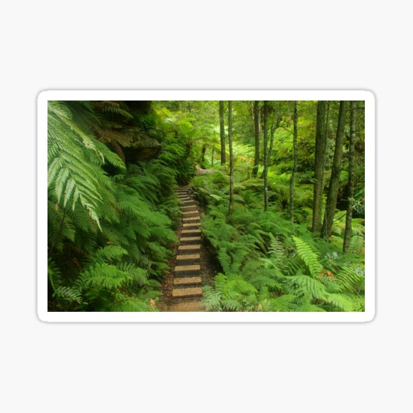 Pathway of ferns Sticker