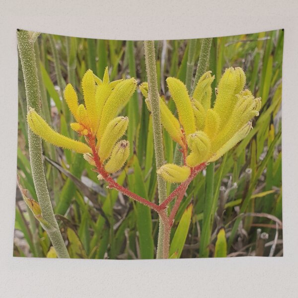 Item preview, Yellow Kangaroo Paw Plant designed and sold by kristysuedesign.