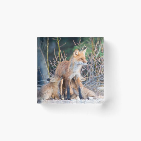 Item preview, Red Fox mom and kits designed and sold by Jukka Jantunen.