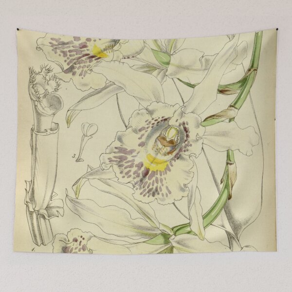 Item preview, Trichopilia suavis Curtis' 78 (Ser. 3 no. 8) pl. 4645 (1852) designed and sold by EsotericBotanic.