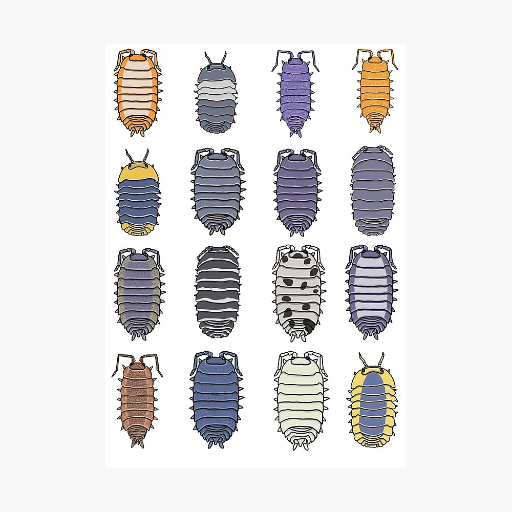 A Color Coded Chart To Choosing Your Isopods And