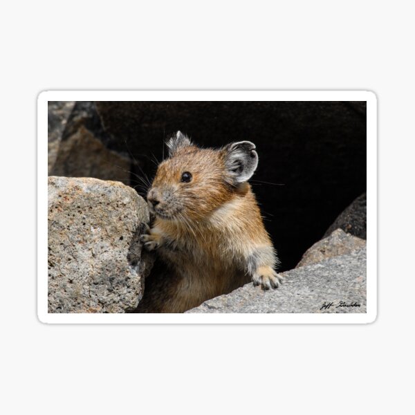 Pika Looking out from its Burrow Sticker