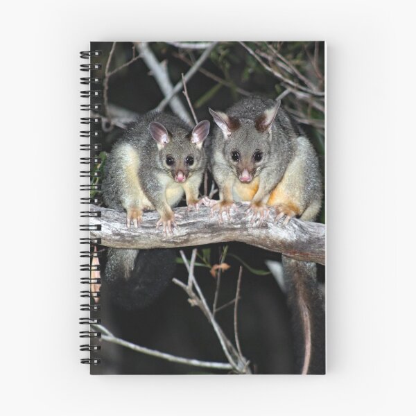 Item preview, © Australian brushtail possums designed and sold by GeoPipics.