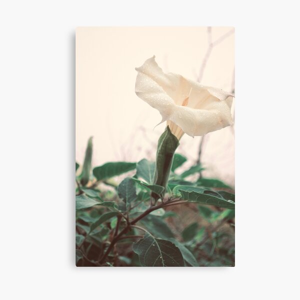 Datura Dew Canvas Print