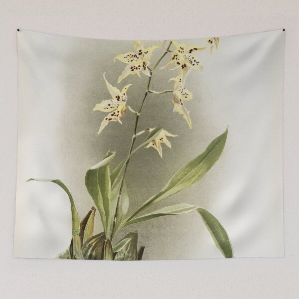 Item preview, Reichenbachia: Orchids Illustrated and Described designed and sold by EsotericBotanic.