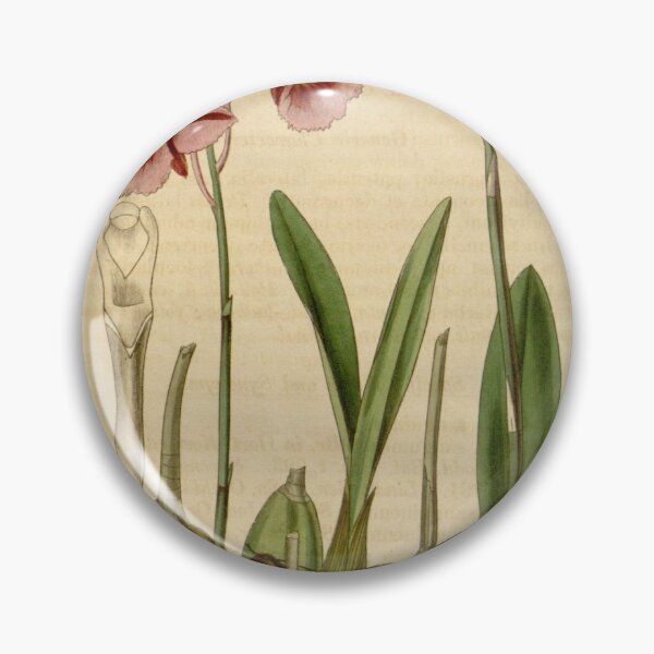 Item preview, Broughtonia sanguinea (1836) designed and sold by EsotericBotanic.