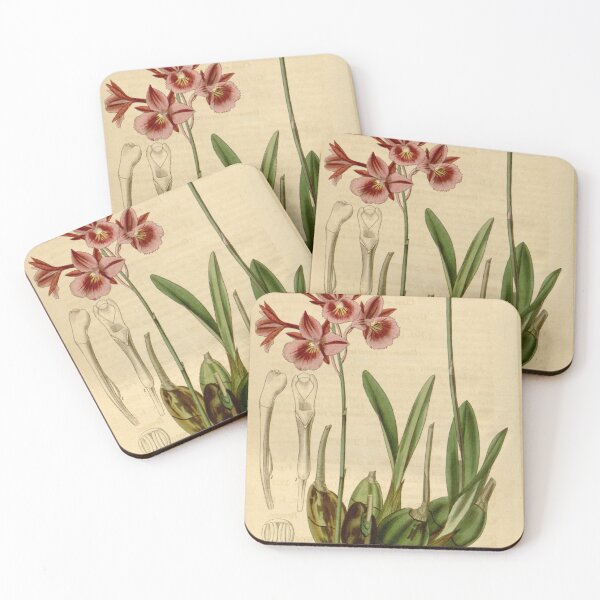 Item preview, Broughtonia sanguinea (1836) designed and sold by EsotericBotanic.