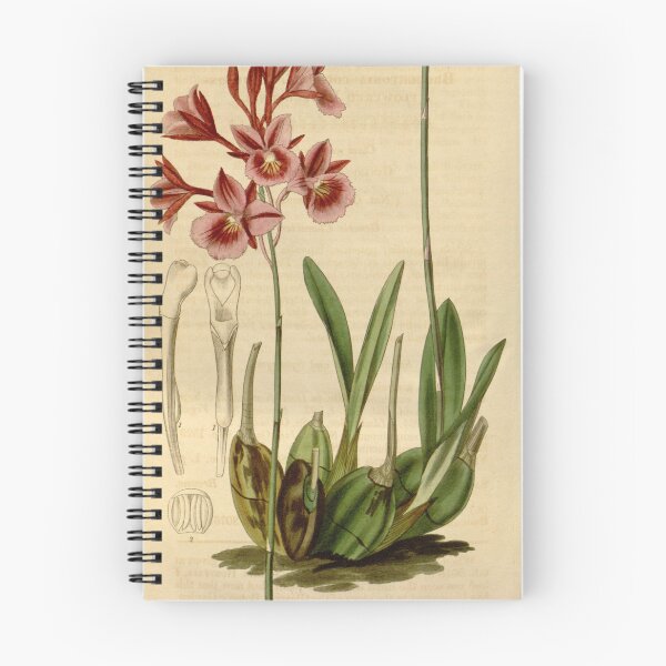 Item preview, Broughtonia sanguinea (1836) designed and sold by EsotericBotanic.