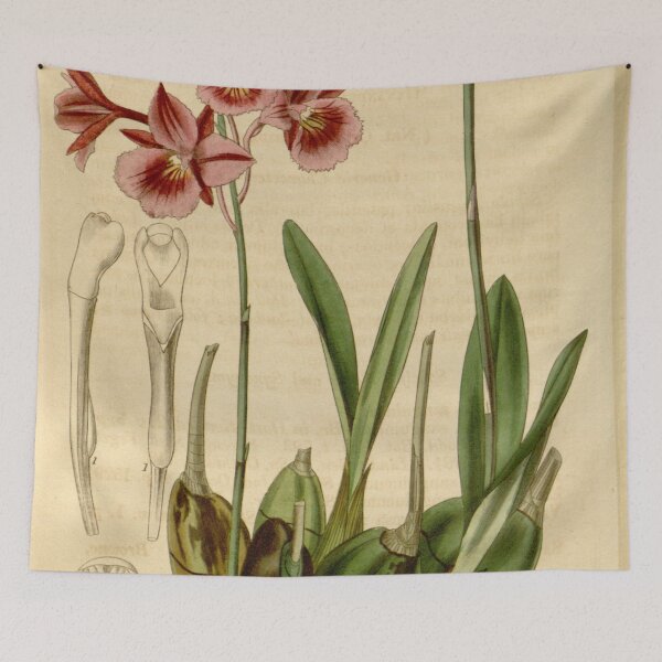 Item preview, Broughtonia sanguinea (1836) designed and sold by EsotericBotanic.
