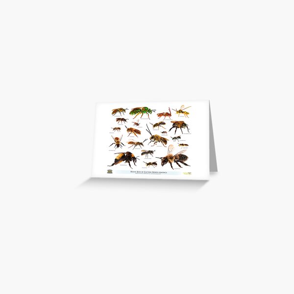 Beautiful Bees Of Eastern North America Poster Greeting Card