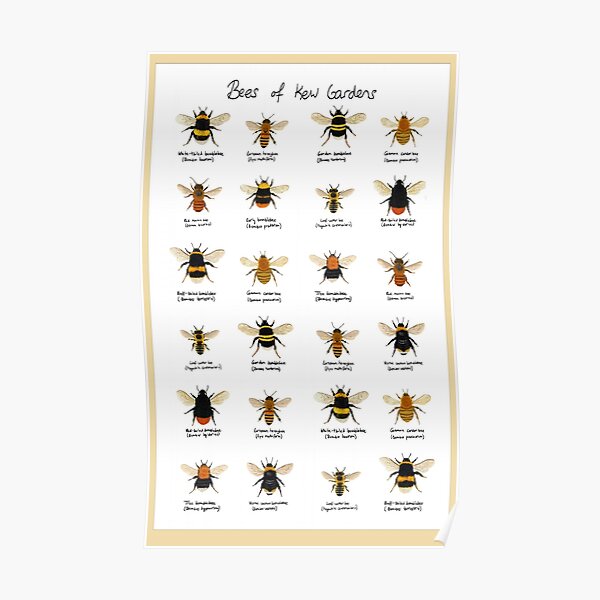 Bees of Kew Gardens Chart Poster