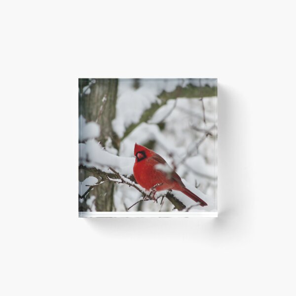 Item preview, Winter Cardinal 2 designed and sold by GDGCreations.