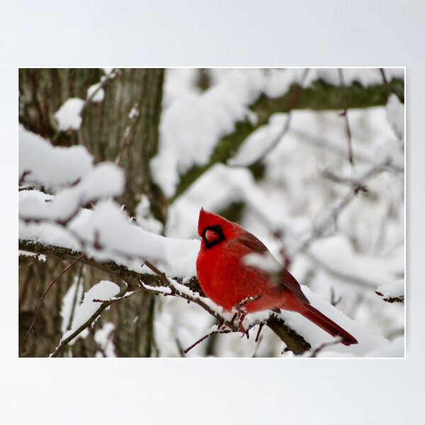 Item preview, Winter Cardinal 2 designed and sold by GDGCreations.