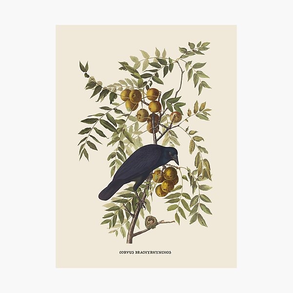 Item preview, American Crow Antique Naturalist Illustration designed and sold by Antiquated Art.