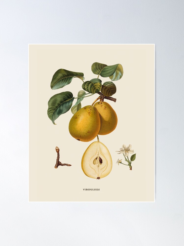 Print of Pears, Comice (1913) Poster on Vintage Visualizations