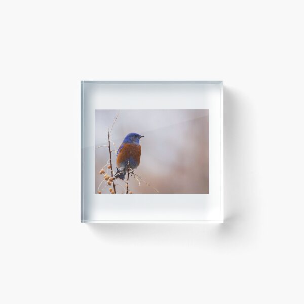 Artikelvorschau, Western Bluebird entworfen und verkauft von Jaime Miller.