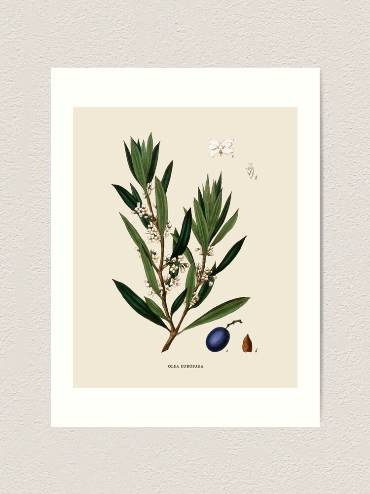 Framed Breynia good branch botanical illustration