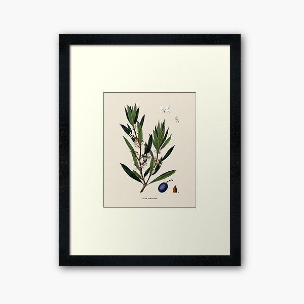 Olive Branch Antique Botanical Illustration Framed Art Print
