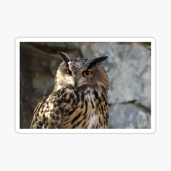Birdwatching Eagle Owl Face Dark Background Laptop Messenger Bag 