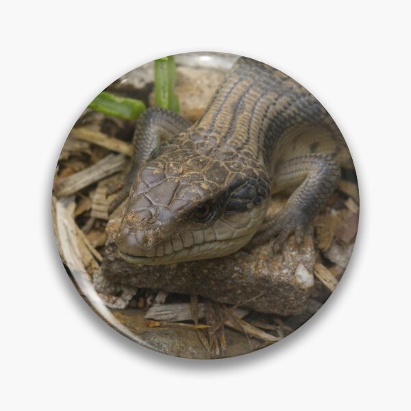 Blue Tongue Lizard sunbathing Pin