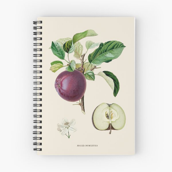 Item preview, Apple Antique Botanical Illustration designed and sold by Antiquated Art.