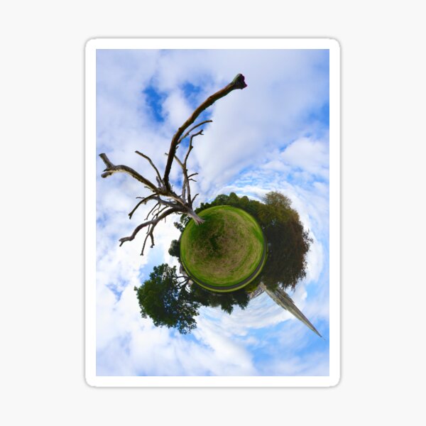 Dead Elm Tree in Brooke Park, Derry Sticker