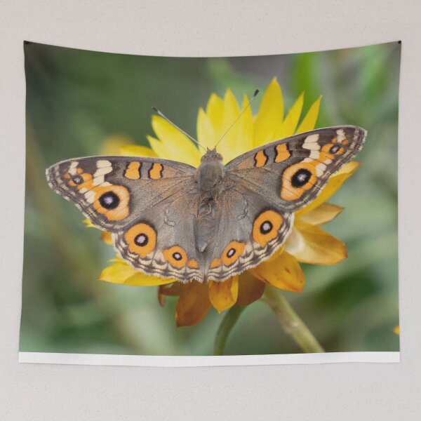 Item preview, Everlasting meadow argus designed and sold by Cornishinoz.
