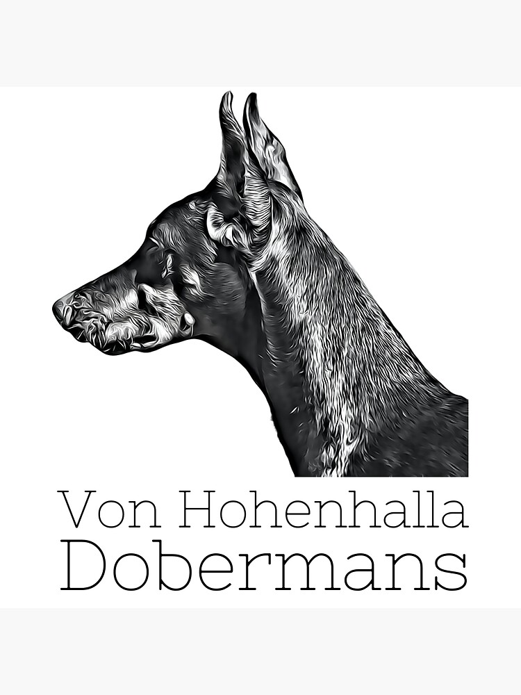 Thumbnail 3 of 3, Sticker, Von Hohenhalla Dobermans -Sticker designed and sold by HohenhallaDobes.