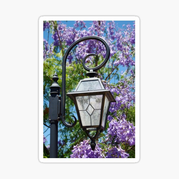 Jacaranda Sticker