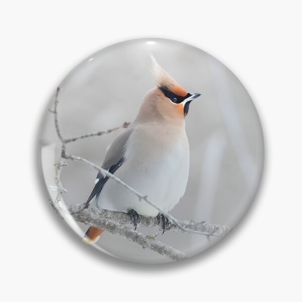 Item preview, Bohemian Waxwing designed and sold by James Cumming.