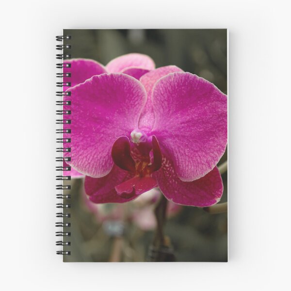 Item preview, Pink orchid on blurred background designed and sold by Millenn.