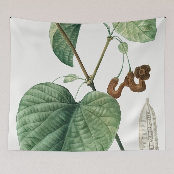 Item preview, Dutchman's Pipe Plant Poster designed and sold by redoARTstore.