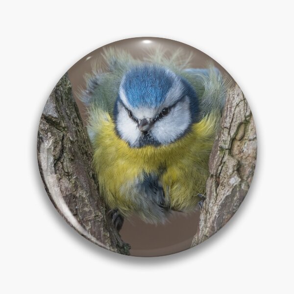 Item preview, Blue tit designed and sold by Steve Liptrot Photography.