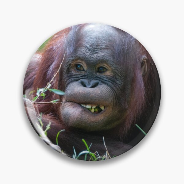 Artikelvorschau, Orang Utan Baby entworfen und verkauft von Ingo Gerlach.