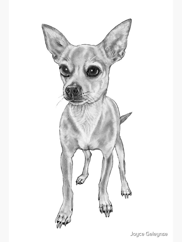 How to draw a Chihuahua step by step  Easy Animals 2 Draw