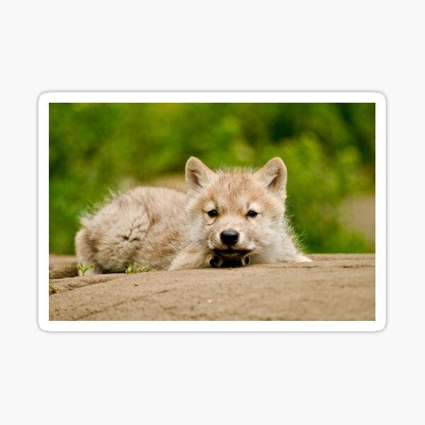 Arctic Wolf Pup Sticker