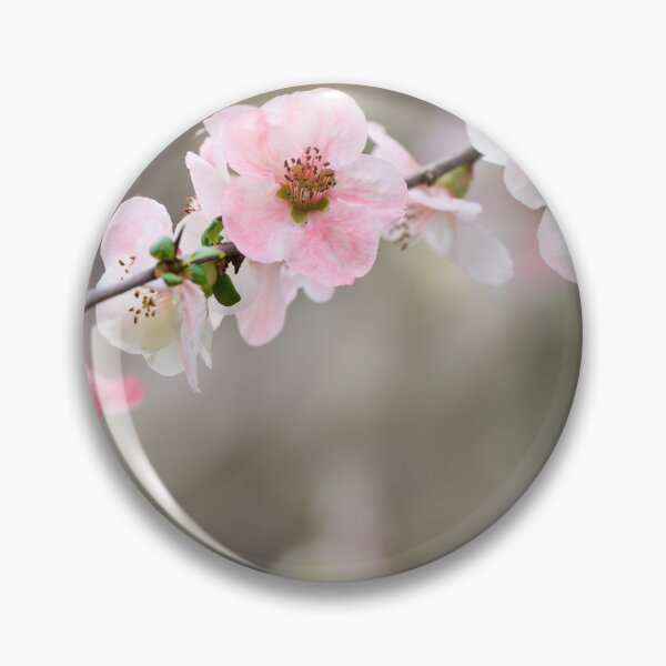 Item preview, Pink Quince At The Top designed and sold by mljdwhite.