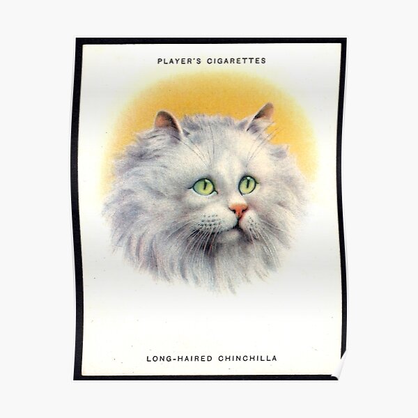 WEISSE KATZE MIT GRÜNEN AUGEN LANGHAARIGE CHINCHILLA-WEINLESE Poster