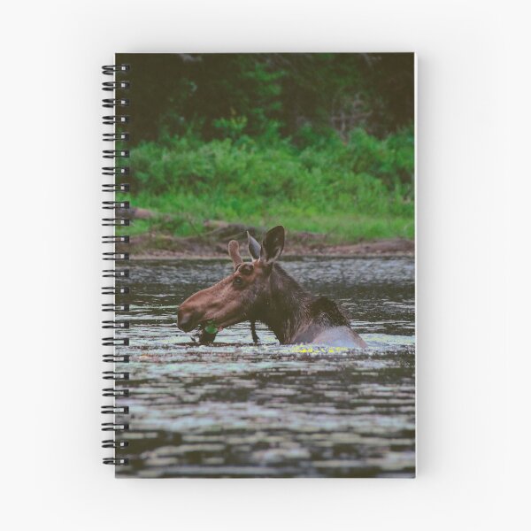 Item preview, Moose in Algonquin Provincial Park, Ontario designed and sold by erinthomson.