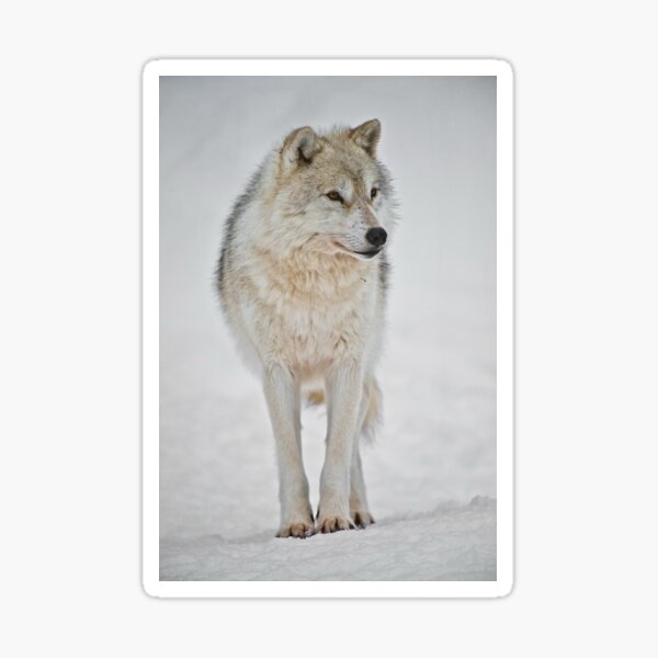 Arctic Wolf Sticker