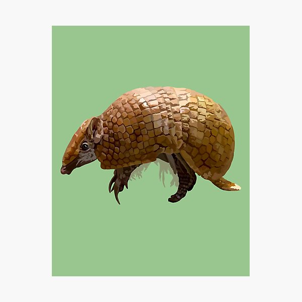 T is for Three banded armadillo Photographic Print